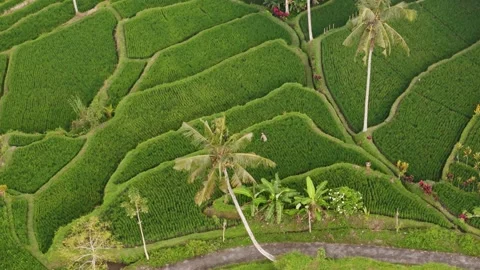 High-angle drone orbit of a lone farmer in a patchwork of lush rice paddies Stock Footage 312687548
