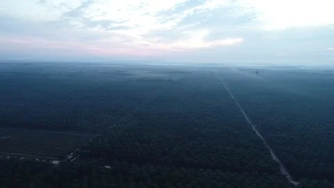 High Angle Drone Pan Over Foggy Palm Oil Plantation At Dawn, Borneo Kalimantan Видео 329091229