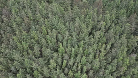A high angle drone shot of a forest with spiky tree tops. Stock Footage 276491878