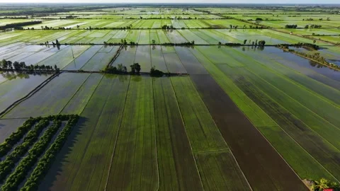 High Angle Drone Shot Of Lush Seedling Rice Paddies Stock Footage 340548093