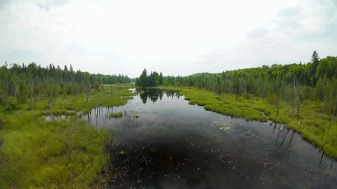 High angle drone shot over a quiet creek channel with dead trees and marsh Stock-Fotos