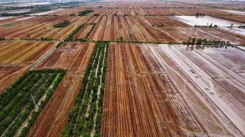 High angle drone shot of post-harvest rice fields Stock-Footage 339871689