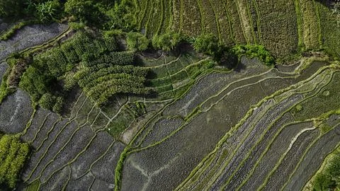 High angle drone shot of post-harvest paddy fields with geometric patterns Stock Photos
