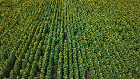 A high-angle drone shot shows a vast sunflower plantation with blooming yellow Stock Footage 340262030