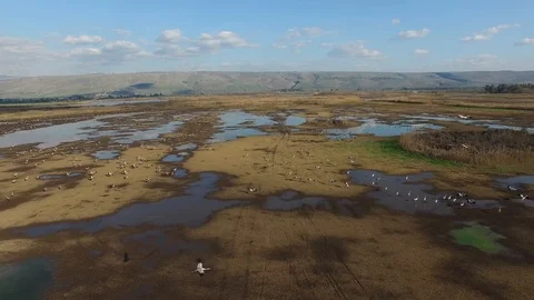 High angle drone shot of a thousand birds at Hula Valley. Israel. DJI-0029-03 Stock-Footage 106613313