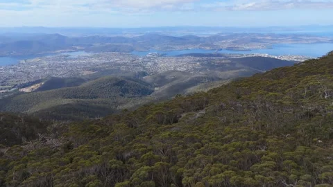 High-angle drone view of the dense eucalyptus forest on Mt Wellington. Vídeo Stock 332542439