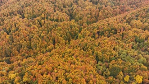 High-angle drone view of dense autumn forest canopy Stock Footage 346323850