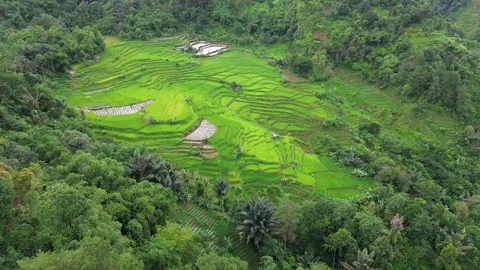High-Angle Drone View of Lush Green Rice Terraces Nestled in Mountain Forest Stock Footage 343858568