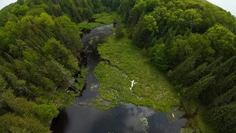 High angle drone view overlooking a beaver dam on a remote forest creek bend Foto stock