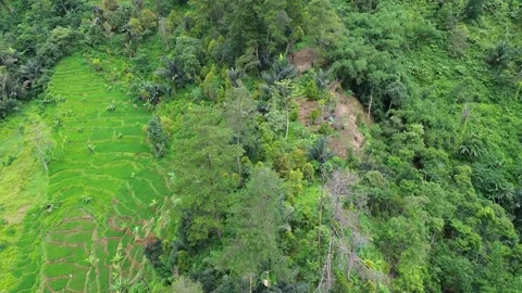 High angle drone view of rice terraces and rainforest in Indonesia Stock Footage 343331661