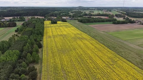 High Angle Drone View of Spring Canola Fields and Forest Edge Stock Footage 347525274