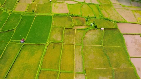 High-angle drone view of Tegallalang Rice Terraces in Ubud, Bali, Indonesia Stock Footage 309261261