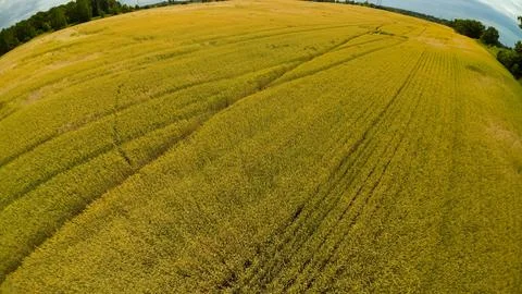 High angle drone view of a vast golden yellow wheat field Foto stock