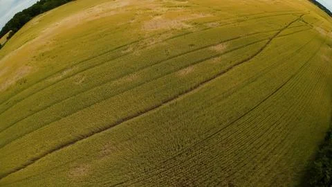 High angle drone view of a vast golden yellow wheat field Stock Photos