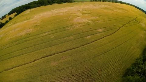 High angle drone view of a vast golden yellow wheat field Stock Photos