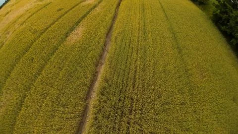 High angle drone view of a vast golden yellow wheat field Stock Photos