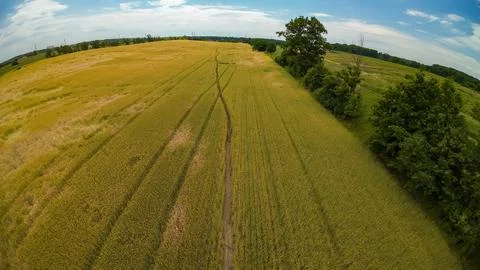 High angle drone view of a vast golden yellow wheat field Stock Photos