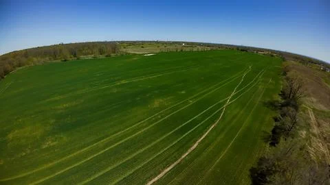 High angle drone view of a winter wheat farm field in spring Foto stock