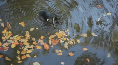 High angle of a duck on water Stock Footage 38584811