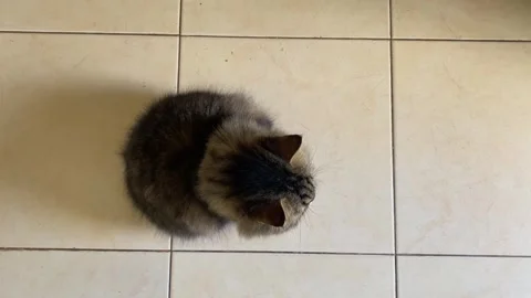 High angle of Fluffy Tabby Cat Lying on Floor Looking Curious Indoors Stock Footage 318180502