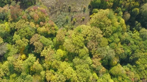 High angle flying above yellow autumn forest in mountain and green small field w 库存影片 143775756