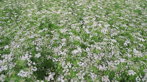 High Angle Focus Coriander Plantation in the field natural landscape view Stock Footage 171581155