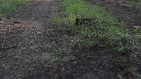 High Angle Following A Forest Dirt Path, Medium Shot Stock Footage 307703208