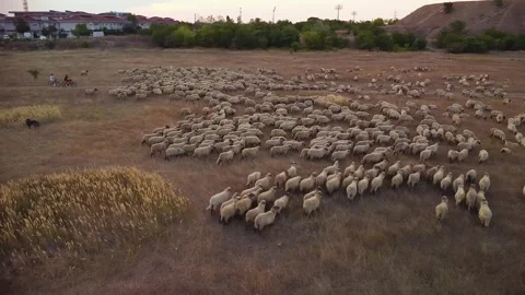 High angle footage of sheep Stock Footage 249250227