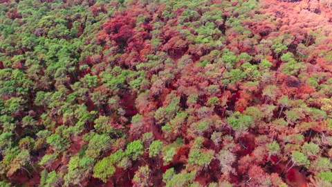 High angle forward tracking from forest to dune, La Teste-de-Buch Видео 332065727