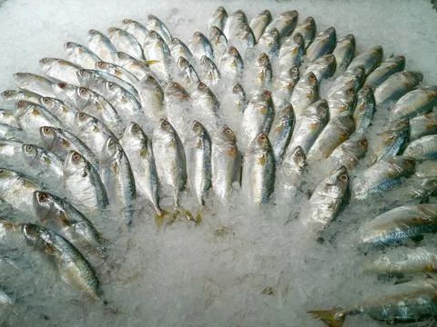 High angle. Fresh mackerel (Rastrelliger brachysoma) with crushed ice. Stock Photos