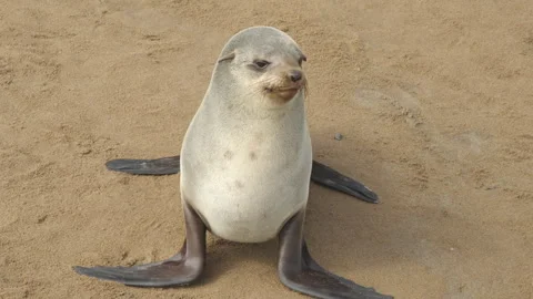 A high angle front view of a seal fur pup Stock Footage 324768837