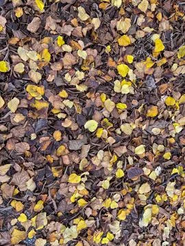 A high-angle, full-frame shot of a dense ground covering of small, fallen autumn Stock-Fotos