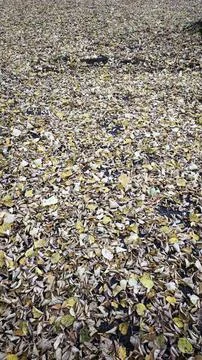 A high-angle, full-frame shot captures a dense carpet of fallen autumn leaves Photos