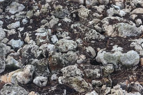 High Angle Full Frame Texture of Fossilized Coral and Volcanic Stones Stock Photos