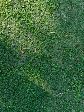 High Angle Full Frame Texture of Green Grass and Clover Field Фото