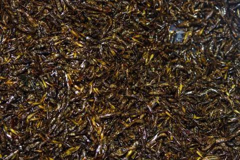 High angle full frame texture background of crispy fried grasshoppers exoti.. Stock Photos