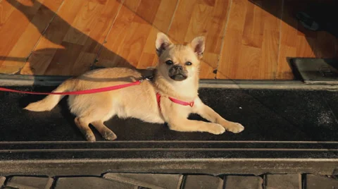 High angle of funny dog Stock Footage 38734575