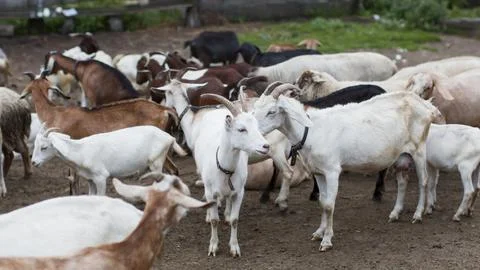 High angle goats farm Stock Photos