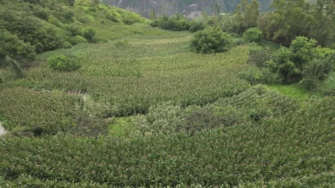 High Angle Handheld Cornfields on Tiger Leaping Gorge High Trail Yunnan China Stock Footage 336006563