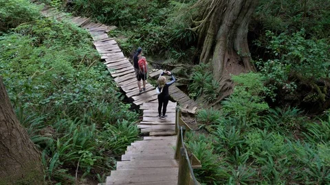 High angle, hikers on the Big Tree Trail, , British Columbia Stock-Footage 115440754