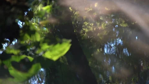 High angle of light reflecting on lilies in the water with ripples Stock Footage 138669692
