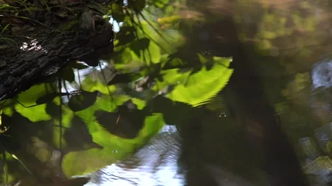 High angle of light reflecting on water lilies as bug makes ripples Stock Footage