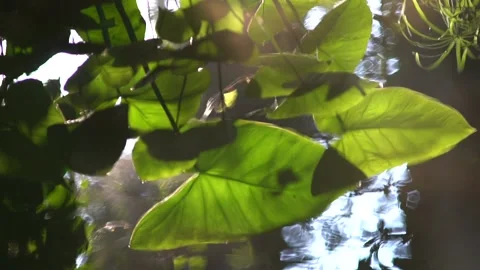 High angle of light reflection and ripples across a clear pond Stock Footage 138669641