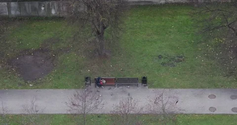High-angle of lone person on park bench with pigeons, overcast. Stock Footage 320169923