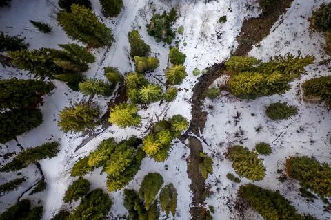 High Angle Looking Down at Pine Forest with Snow-Covered Ground Foto stock