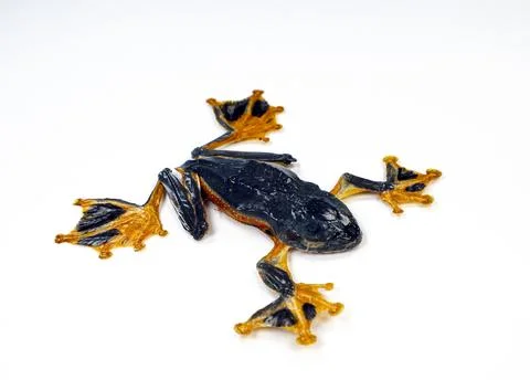 High angle macro view of preserved Wallace's flying frog showcasing webbed .. 写真素材