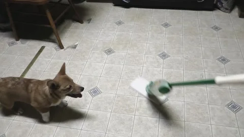 A High-Angle Medium Shot of a Dog Attacking a Mop 스톡 동영상 240228239