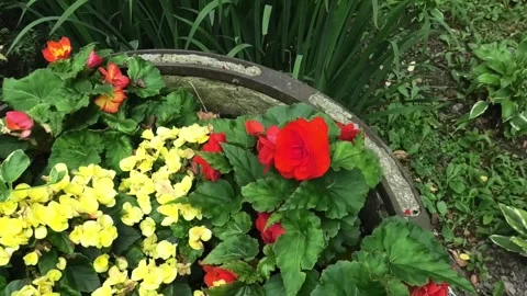 A High Angle Medium Shot of a Rose with Other Flowers Stock-Footage 293619421