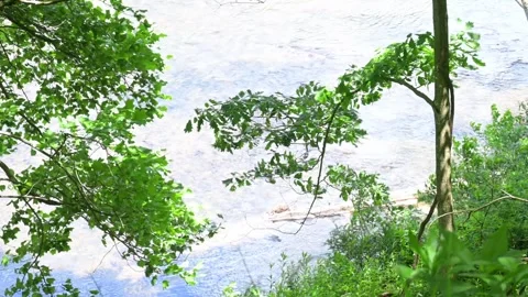 High-Angle Medium View of a Clear River Looking Through Tree Limbs Stock Footage 337275016