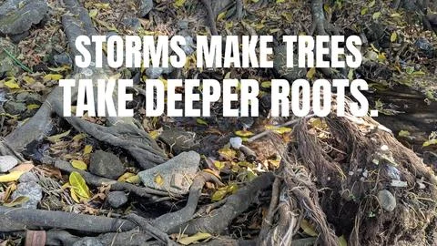 A high angle outdoor perspective displays strong complex tree roots spreadi.. Stock Photos